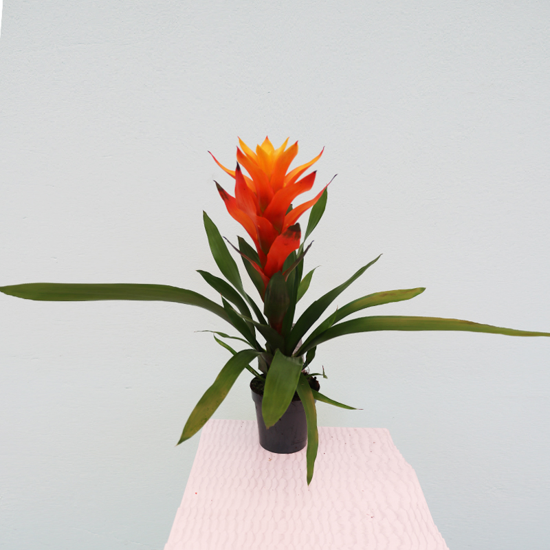 Quzmania (Quzmaniya)